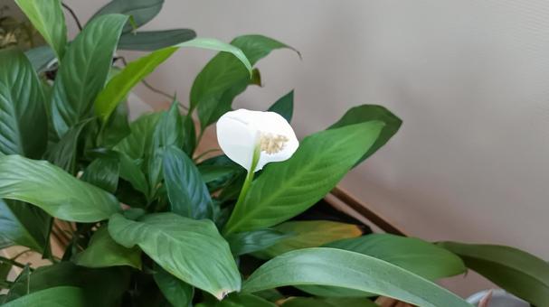 What appears to be a Spathiphyllum flower are bracts, spatialism, buds, flower, JPG