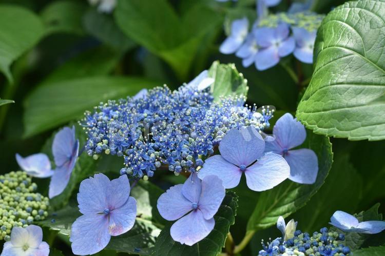 青色のガクアジサイ あじさい,アジサイ,紫陽花の写真素材