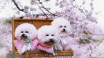 満開の桜とビションフリーゼ 犬,ビションフリーゼ,桜の写真素材
