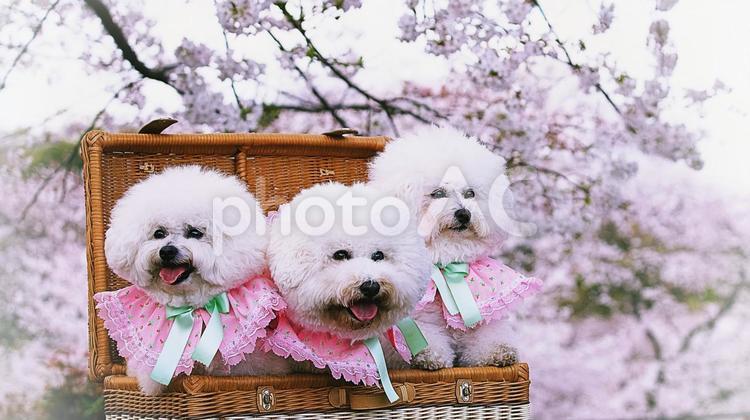 満開の桜とビションフリーゼ 犬,ビションフリーゼ,桜の写真素材