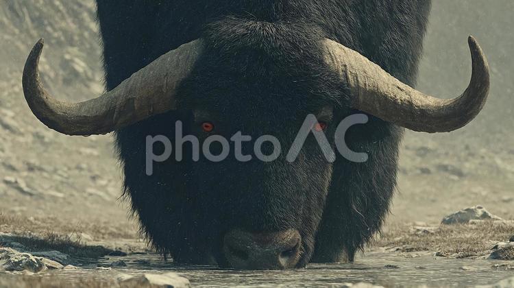 雪原を支配する漆黒の王 バイソン,水牛,動物の写真素材