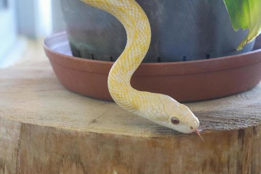 3ページ目 アップの写真素材 写真素材なら 写真ac 無料 フリー ダウンロードok