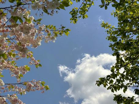 桜と空 桜と空の写真