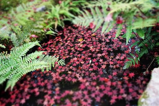 浮かぶもみじ 浮かぶもみじの写真