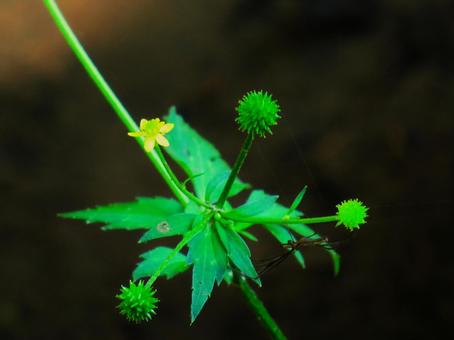 キツネノボタン キツネノボタンの写真