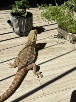 フトアゴヒゲトカゲ フトアゴヒゲトカゲ フトアゴヒゲトカゲ,爬虫類,ペットの写真素材