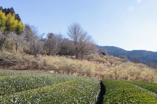 ロウバイと茶畑 ロウバイ,花,黄色の写真素材