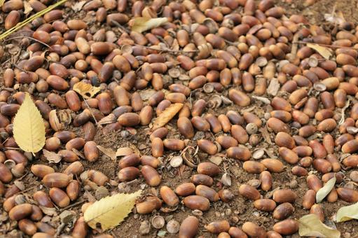 地面いっぱいに落ちたどんぐり 地面,土,田舎の写真素材