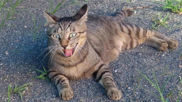 Photo, cat, pheasant, lie down, 