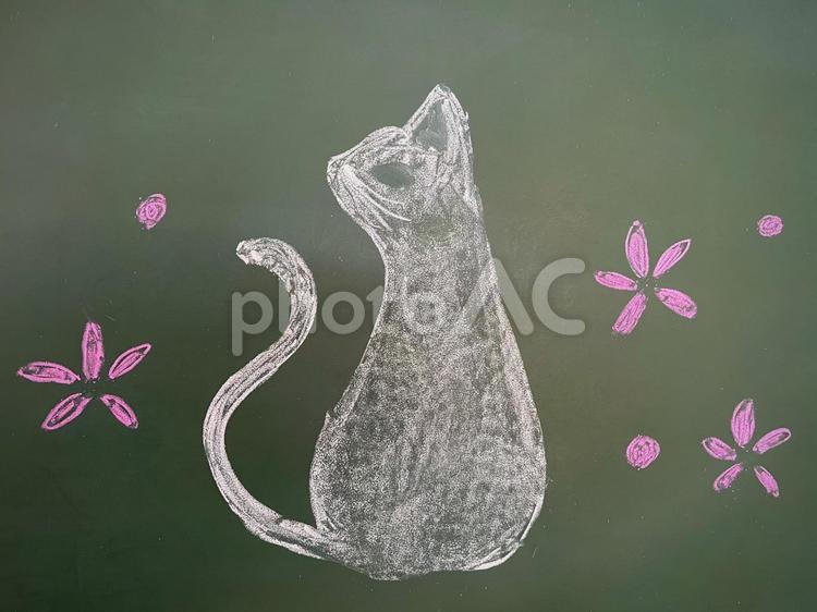 黒板に描かれた白い猫 02 猫,白い猫,白猫の写真素材