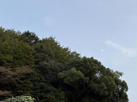  月と森のコントラスト 月,空,木々の写真素材