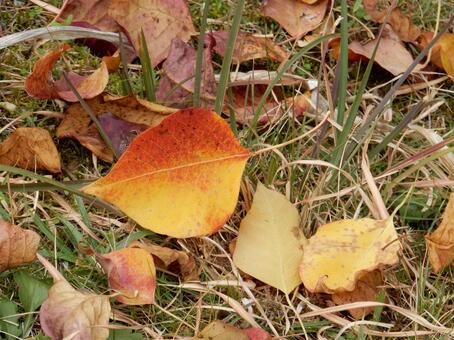 【風景写真】晩秋の風景 落ち葉,植物,季節の写真素材
