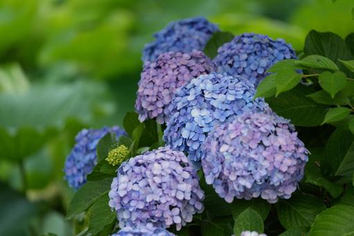 色づく初夏の紫陽花(あじさい)の花房 色づく初夏の紫陽花(あじさい)の花房の写真