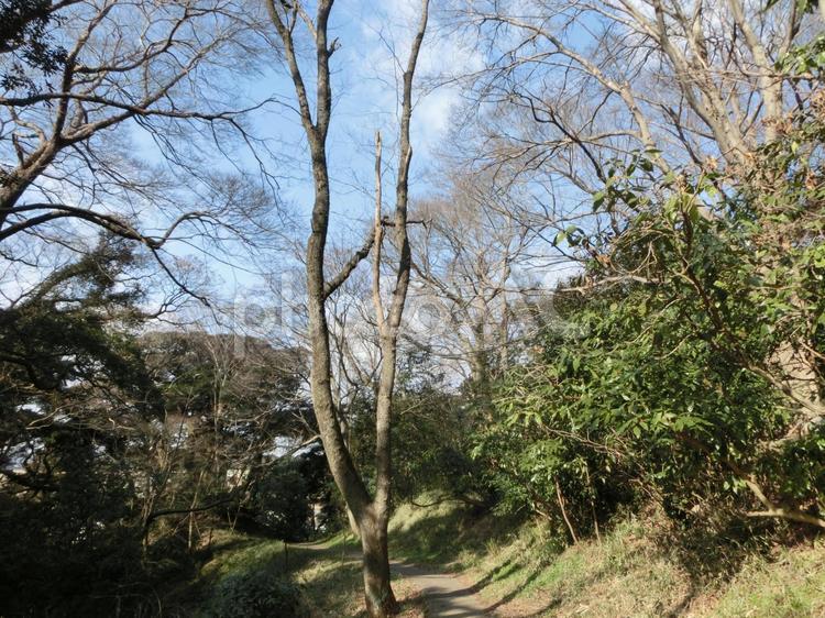 冬の空と木の風景-36 冬の空と木の風景,１月,青空の写真素材