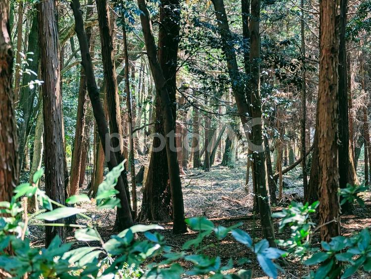 森の木々と葉 森林,葉っぱ,森の写真素材