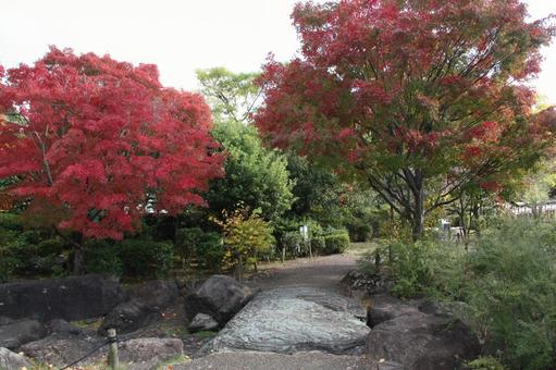 紅葉の庭園＠池田城 庭,庭園,城の写真素材