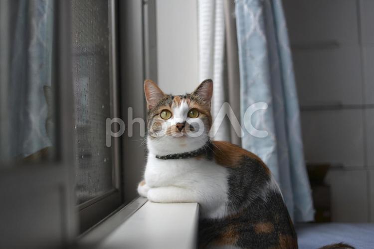 窓の段差に手を置く三毛猫 猫,三毛猫,ペットの写真素材