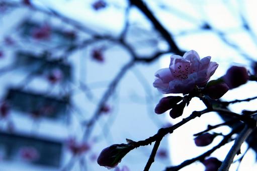 芽吹き 芽吹きの写真