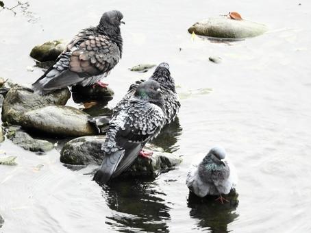 水辺のハト 水辺のハトの写真