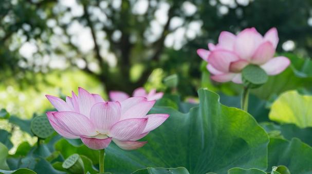 原市沼の古代蓮 原市沼の古代蓮 古代蓮,蓮の花,開花の写真素材