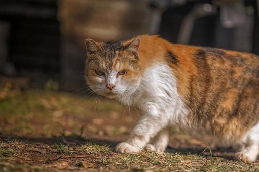 野良猫 猫,野良猫,ねこの写真素材