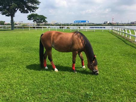 食事中のポニー 食事中のポニー ポニー,青空,ponyの写真素材