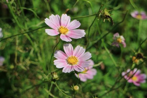 Cosmos Happy Ring, JPG