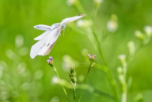野花の近くで飛び回るモンシロチョウ 野花の近くで飛び回るモンシロチョウ モンシロチョウ,紋白蝶,飛ぶの写真素材