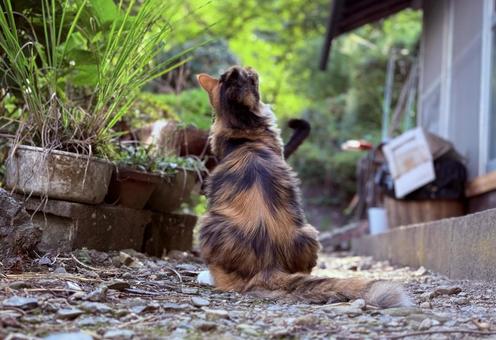 猫 猫,飼い猫,三毛猫の写真素材