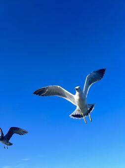 うみねこ うみねこ,鳥,野鳥の写真素材