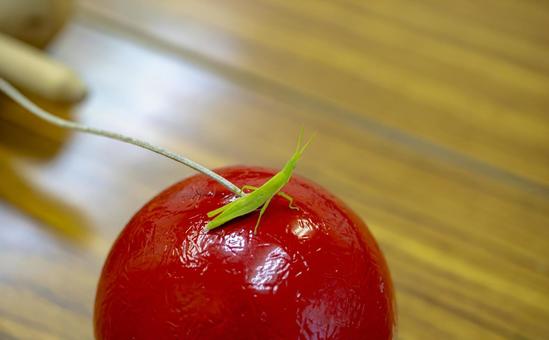 Kendama ball and green grasshopper, JPG