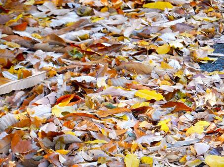 【風景写真】晩秋の風景 落ち葉,植物,季節の写真素材