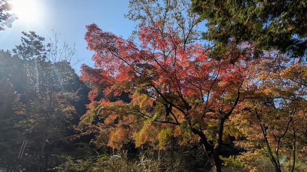 紅葉 紅葉,もみじ,秋の写真素材