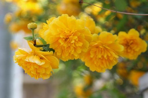 ヤマブキ・山吹　八重　マクロ ヤマブキ,古来,愛の写真素材