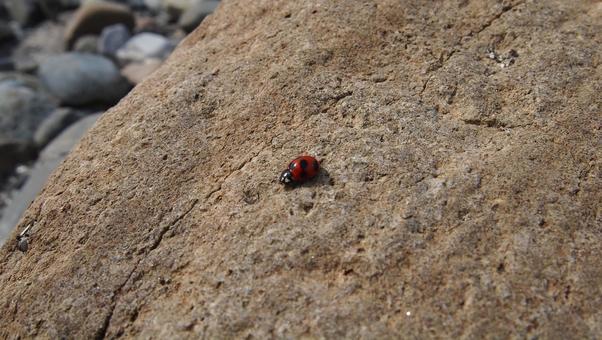 石の上のてんとう虫 てんとう虫,テントウムシ,昆虫の写真素材