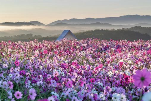 雲海に包まれたコスモス畑と山の風景 雲海に包まれたコスモス畑と山の風景 コスモス,花,秋の写真素材