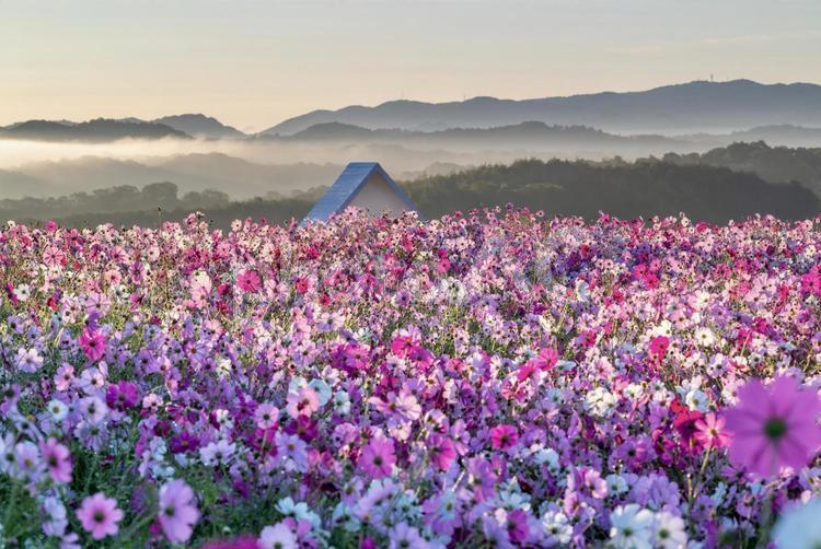 雲海に包まれたコスモス畑と山の風景 コスモス,花,秋の写真素材