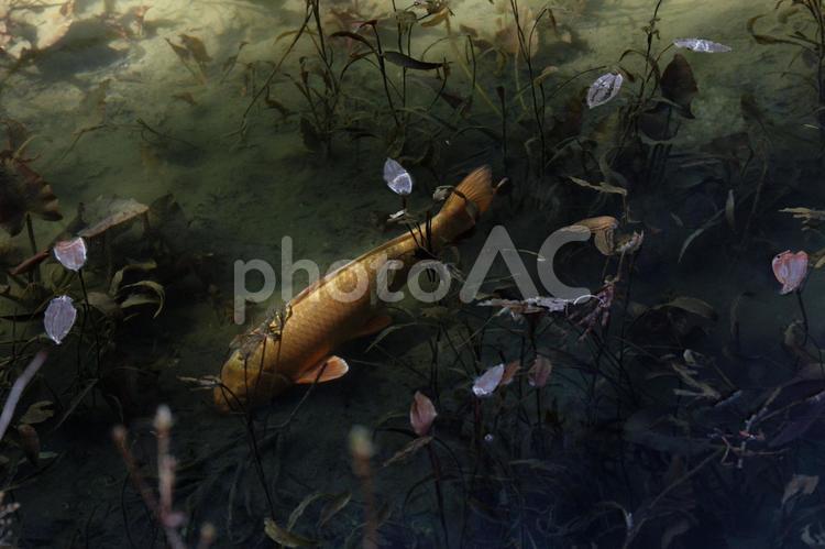 モネの池 モネの池,鯉,池の写真素材