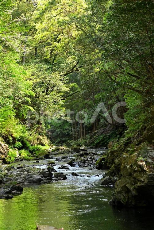 森の中の小川 小川,川,森林浴の写真素材