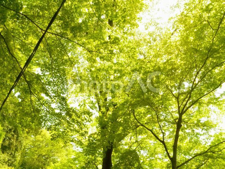 黄色の眩しい木漏れ日 黄色,見上げる,リラックスの写真素材