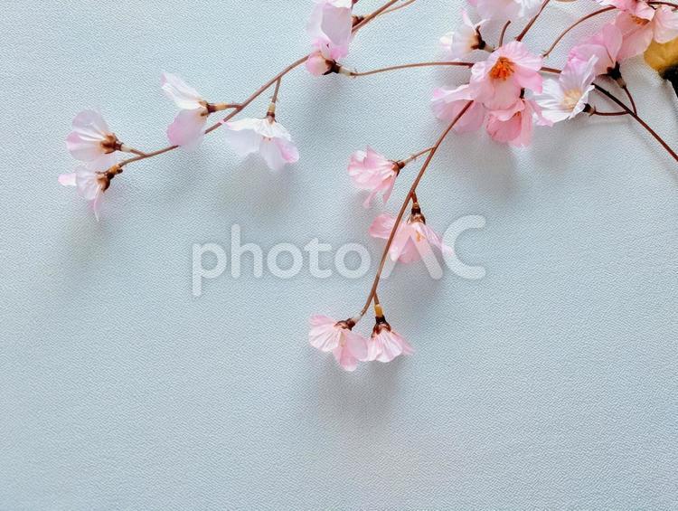 テクスチャ（桜）しだれ桜 テクスチャ,春,桜の写真素材