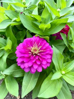 Zinnia Pink, JPG Zinnia Pink, JPG