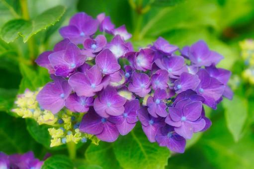 紫陽花 紫陽花の写真