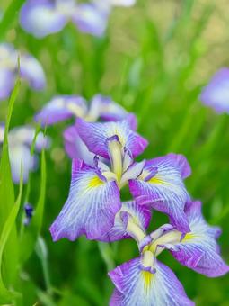 花菖蒲が咲きました 花菖蒲が咲きましたの写真
