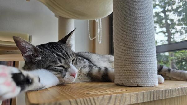 窓辺で昼寝ねこ 窓辺で昼寝ねこ ねこ,サバトラねこ,昼寝の写真素材