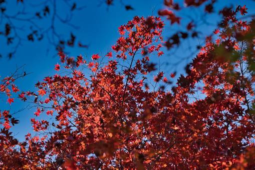 紅葉と青空 紅葉と青空の写真