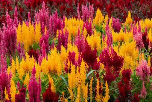 色鮮やかな羽毛ゲイトウ ケイトウ,羽毛ゲイトウ,カラフルの写真素材