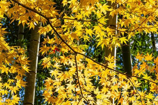 モミジの黄葉⑵ 葉,秋,モミジの写真素材