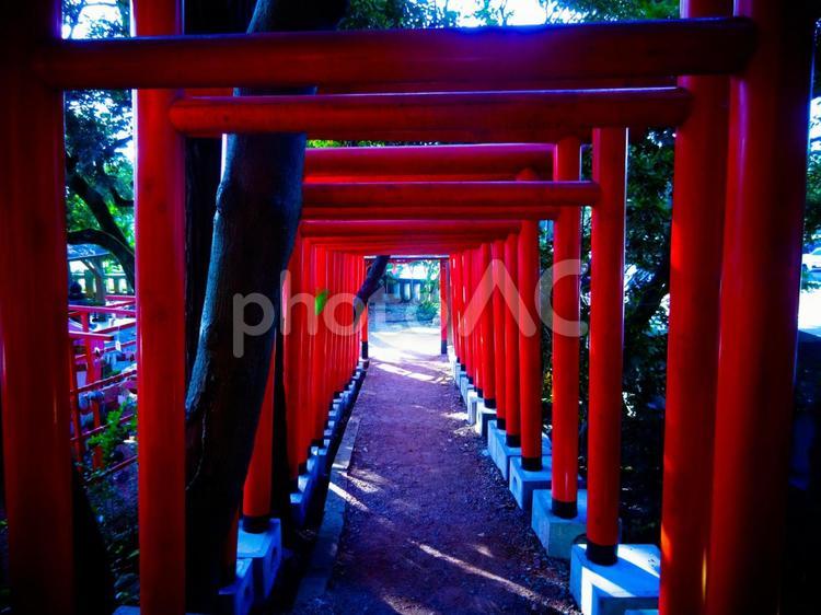 鳥居の並ぶ神社と木陰 日光,赤,緑の写真素材
