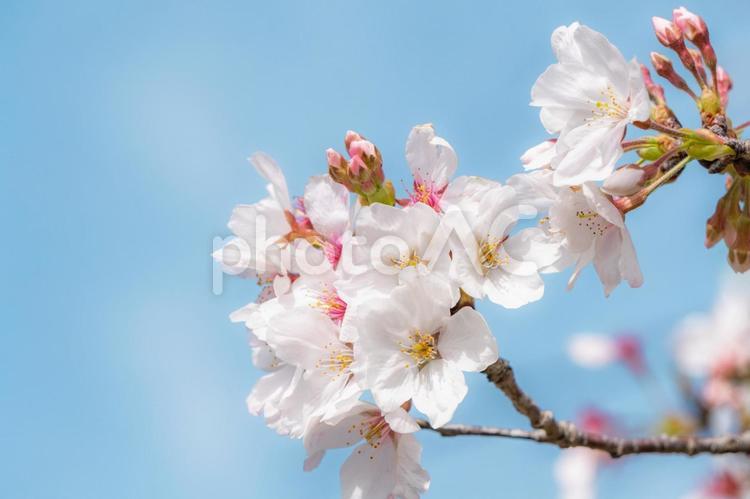さくらと青い空 さくら,桜,春の写真素材
